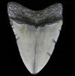 Bargain, Megalodon Tooth - North Carolina #59141-1